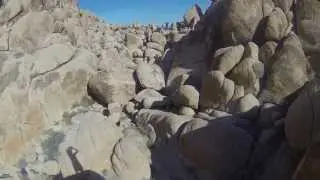 Joshua tree, Scrambling