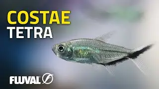 SPECIES SPOTLIGHT | Costae tetra