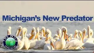 Will this predator change Michigan wildlife? Pelicans use intelligent hunting strategies.