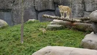 Lion cubs at the Oregon Zoo in 2D