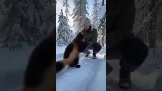 Росомаха в зимнем лесу ❄️🦾🌲 Wolverine in a winter forest #айка #aika #wolverine #wolverineanimal