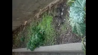 GG's Niece: Growing a 1st Small Garden