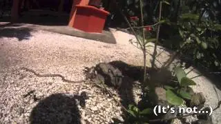 Costa Rican Snake