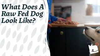 What Does A Raw Fed Dog Look Like | Community Spotlight