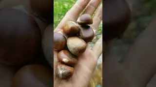 Grow your own Chestnuts - Chestnut Tree