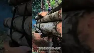 Unique Wood Transport || Highland Life