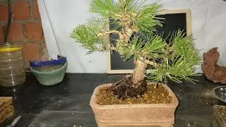 Trasplante pino negro Thumbergi llamado Emilio