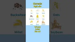 T&Ecirc;N GỌI MỘT SỐ HẠT NGŨ CỐC TRONG TIẾNG ANH | U-Dictionary