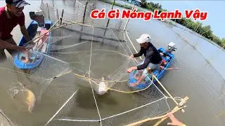 Nước Trong Lợp Khủng Lồ Chạy Quá Nhiều Cá Gần 30 Ký / Định Nguyễn Hậu Giang