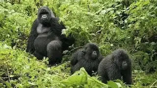 Gorilla Trekking Adventures In Uganda