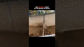 When Wild Animals Meet Each Other