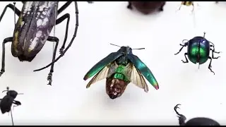 Fashion embellished with jewel beetle wings