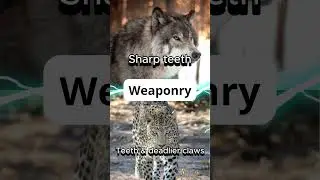 Grey Wolf vs Leopard #greywolf #leopard #battle