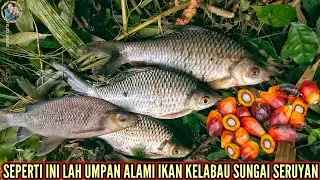 MANCING KELABAU SUNGAI SERUYAN PAKAI UMPAN ANDALAN‼️@pemancingsungaiseruyan594