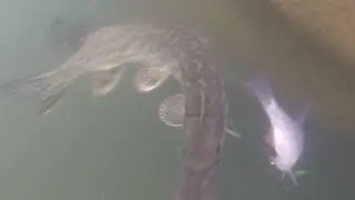 Attaques de brochets sur des vifs en direct comme si vous y &eacute;tiez vue sous l'eau