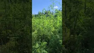 Massive Patch of Poison Hemlock (Conium maculatum)