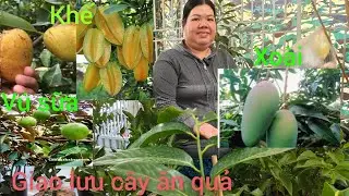 Hồng cây giống giá rẻ miền Tây giao lưu cây ăn trái hồng socola, khế chua, vú sữa 
