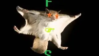 Rihanna - Diamonds (Flying Squirrel Remix)