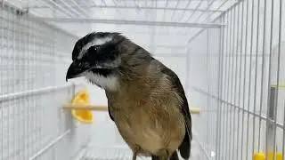 Deixe seu Trinca ferro escutando e vendo esse vídeo que o bicho vai esquentar !!