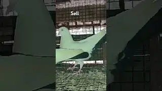 #bollywood #hindi #song #attitude #pigeon, for sell