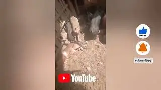Alimento para cerdos | &iquest;C&oacute;mo engordar lechones t&eacute;cnica en cerdos pig farming #pig #cerdos . 