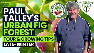 Urban Fig Forest Tour & Growing Tips |  Late-Winter