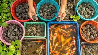 Peaceful Turtle & Koi Fish Aquaculture Farm — Relaxing Baby Animals, Frogs & Nature Collection