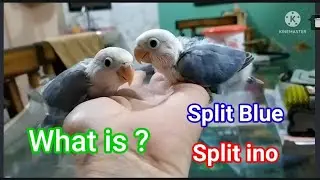 What is split blue and split ino ?