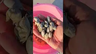 Как поймать лучшую наживку БЕСПЛАТНО #серфингрыбалка #песчаныеблохи #рыбалка