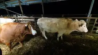 Novoroční krmení dobytka Manipulator JCB