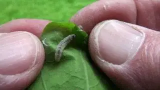 Leafroller Moth (Tortricidae) Caterpillar on Oak Leaf