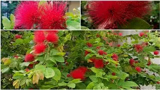 powder puff tree ki car kaise karani chahie