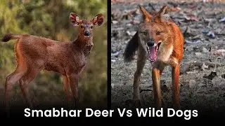 Smabhar Deer Vs Wild Dogs Video | Sambhar Deer Protecting Fawn