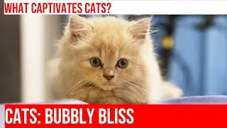 Cats and Their Love of Bubblegum Bubbles: A Fascinating Exploration