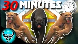 30 Minutes to Hunt Down a Melanistic & Diamond Mountain Lion | Call of the Wild
