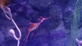 Seahorse at Sea Life Sunshine Coast Mooloolaba