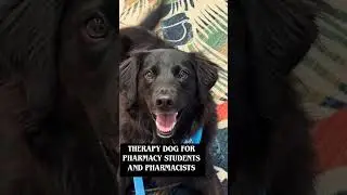 🎬 Meet Roku, the ASHP Midyear Therapy Dog! 🐾