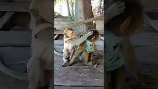 Monkey sitting and playing #monkeydluffy #monkeysr #monkeychallenge #babymonkey #monkeyvideo #monkey