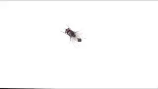 Fly on the screen