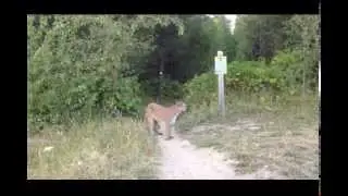 Mountain lion gets in guys face!