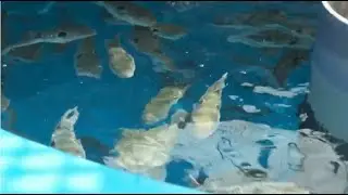 FROM HERE ! 
