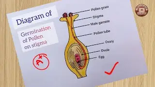 How to draw germination of Pollen grain on stigma  step by step for beginners/with colourful diagram