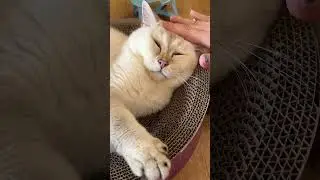 He Melts for Head Rubs 😻 Golden Toto&rsquo;s Pure Bliss