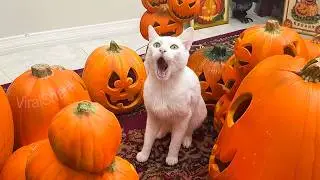 When Halloween Comes to Animals - Cats, Dogs & More!