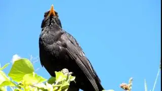 Young Blackbird singing