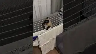Готовится к олимпиаде