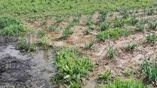 Agricultura Ecol&oacute;gica Regenerativa // Cal&ccedil;ots y lluvia // Sector 5 
