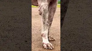 Bully Kutta Indian Mastiff #doglover #bullykutta #rottweilerlove #pets #funny #trending #viral #love
