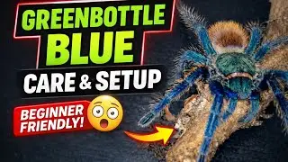 Green Bottle Blue Tarantula Care  | Complete Guide for Beginners