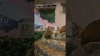 Capybara Cafe 🦫 | Tokyo Japan